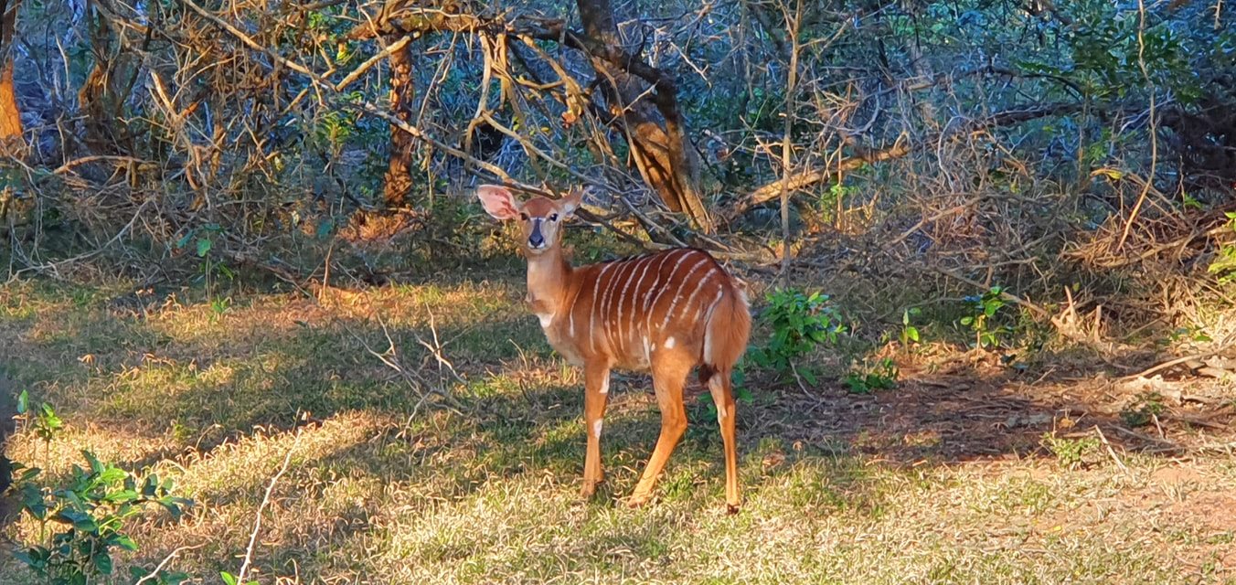 Bonamanzi Safari Lodge | Self-Catering and Fully Catering Lodge - Hluhluwe iMfolozi Reservations
