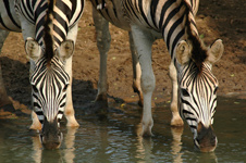 Zebras - Hluhluwe iMfolozi Reservations Zebras,Hluhluwe uMfolozi Game Reserve