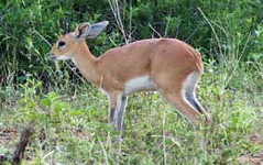 Mkuze Game Reserve,KwaZulu-Natal,Malaria Free 