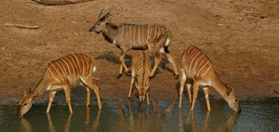 Mkuze Game Reserve,KwaZulu-Natal,Malaria Free 